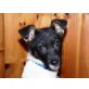PHOEBE, Foxterriermix - Hündin