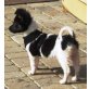 PHOEBE, Hundekind - Hündin