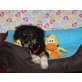 PIA, Bearded Collie Mix Hündin Welpen - Hündin