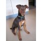 PIA, Parson Russel - Terrier Mix  Welpen - Hündin