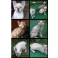 PIA VANILLA YAHOO PICASSO, Bengalkatze - Kater
