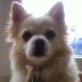 PICACHU, Chihuahua-Mischling - Rüde