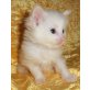 PICASSO  Main Coon, Maine Coon - Kater