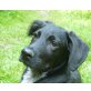 PICCOLO, Labradormischling, Pflegestelle Tirol Welpen - Rüde