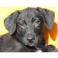 PICCOLO sucht Pflege- oder Fixplatz, Spanielmix Welpen - Rüde