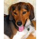 PIETRO, Pflegestelle Burgenland, hübscher, verspielter Beagle - Rüde