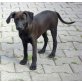 PIJESTA, Labrador Mix Welpen - Hündin