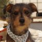 PIJOLIN, Yorkshire Terrier Mischling, kastriert - Rüde