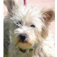 PILLI - Linares, West Highland White Terrier, kastriert - Hündin