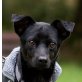 PINCHO - kastriert, Podenco Andaluz Mischling - Rüde