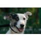PINGO, Pflegestelle Tirol, HOPPLA JETZT KOMM ICH ;-)  Jack-Russel-Mix - Rüde