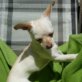 PINKY, Chihuahua-Maltesermix, geb. 09.2010 - Hündin