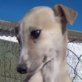PINKY, Galgo, geb. ca. September 2011 Welpen - Rüde