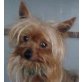 PINKY, Pflegestelle Oberösterreich, Yorkshire Terrier - Rüde