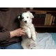 PINSEL, Border Collie Mix Rüde Welpen - Rüde