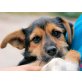 PINUÚ - sucht Pflege/Fixplatz, herziger junger Zwergschnauzermix - Rüde
