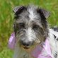 PIPA - kastriert, Terrier Mix - Hündin