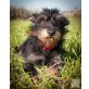 PIPI, Terriermix - Hündin