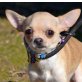 PIPO - Linares, Chihuahua - kastriert - Rüde