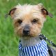 PIPO - Linares, Yorkshire-Terrier, kastriert - Rüde