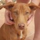 PIPO, Mini-Podenco, kastriert Welpen - Rüde