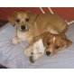 PIPPA & BELLA, Labrador Mix Welpen - Hündin