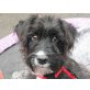PIPPA, Bearded Collie-Mix will gefördert werden Welpen - Hündin