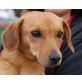 PIPPA, Pflegestelle Oberösterreich, PERFEKTER FAMILIENHUND - Pinscher/Dackelmix - Hündin