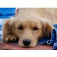 PIPPILOTTA, Pflegestelle Niederösterreich, LIEBT KINDER ÜBER ALLES - Spanielmix - Hündin