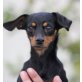 PIPSO, Pflegestelle Wien, kleiner, liebesbedürftiger Rattler/Pinscher - Rüde