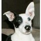 PIRAT, JackRusselTerriermischling,Pflegestelle Tulln Welpen - Rüde