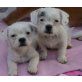 PIRATA, Pflegestelle Waldviertel, Französische Bulldogge/Shih Tsu Welpen - Hündin