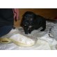 PITMIXBABYS, Pitbullterriermix - Hündin