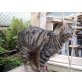 PITT, Bengal/Tigertupfenkater - Kater