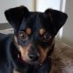 PITT - Linares, Pinscher-Mischling - kastriert - Rüde