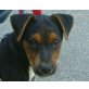 PITTIE, Pinschermischling, Pflegestelle Wien Welpen - Rüde