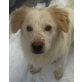 PJERO, Pflegestelle Niederösterreich, verspielter Wildfang - Bordercollie/Spitzmix - Rüde