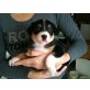 PLANTA, Australian Shepherd Dog Welpen - Hündin