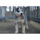 PLAYFUL HUSKY WELPEN PIONEER, Siberian Husky - Hündin