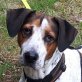 PLUTO - Linares, Basset - Bodeguero Mischling, kastriert - Rüde