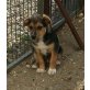 PLUTO, gerettet aus der Hundehölle/Mischling Welpen - Rüde