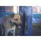 PLUTO hat er jemals Glück?, Labrador - Mix - Rüde