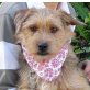 POCHOLO, Terrier-Mischling - kastriert - Rüde