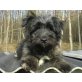 POFI, West Highlandterriermix,Pflegestelle NäheWien Welpen - Hündin