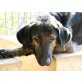 POKER, lb.menschenbezogener SchäferhundMischling - Rüde