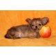 POLDI, Chihuahua langhaariger Schlag Welpen - Rüde