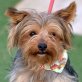 POLDI - Linares, Yorkshire-Terrier, kastriert - Rüde
