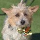 POLDI, Terrier-Mix, kastriert - Rüde