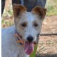 POLDINE - Linares, Foxterrier Mix - kastriert - Hündin