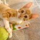 POLI, Europäische Kurzhaarkatze - Kater